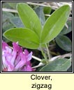 clover,zigzag (Seamair sceabhach)