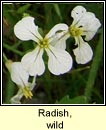 radish,wild (Meacan raidigh)