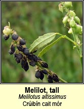 melilot,tall (Crúibín cait mór)