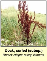 dock,curled ssp littoreus