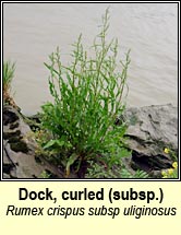 dock,curled ssp uliginosa