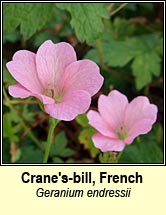 cranes-bill,French