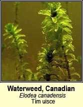Waterweed,Canadian (Tím uisce)