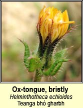 ox-tongue,bristly (Teanga bhó gharbh)