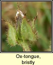ox-tongue,bristly (Teanga bh� gharbh)