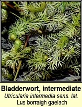 bladderwort,intermediate (Lus borraigh gaelach)