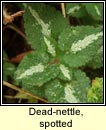 dead-nettle,spotted