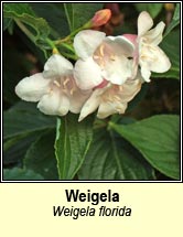 Weigela