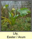 Lily, Easter