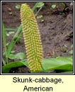 Skunk-cabbage, American