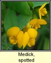 Medick, spotted (Meidic bhreac)