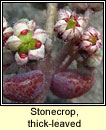 Stonecrop, thick-leaved (Grafn ramhar)