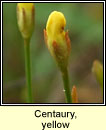 Centuary, yellow (Deagha buí)