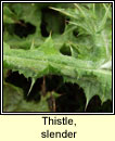 Thistle, slender (Deagha bu�)