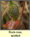 Rock-rose, spotted (Grianrós breac)