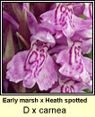 Marsh-orchid, early x heath spotted - D x carnea