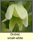 Orchid, small-white (Magairlín bán)