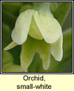 Orchid, small-white (Magairln bn)