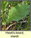 Hawk's-beard, marsh (Lus c�r�in corraigh)