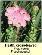 heath,cross-leaved (fraoch naosca)