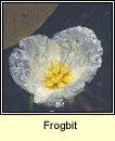 Frogbit (Greim an loscin)