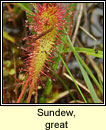 Sundew, great (Cail�s Mhuire mh�r)