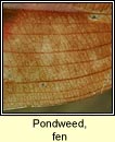 Pondweed, fen (Liach eanaigh)
