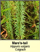 Mare's-tail (Colgrach)