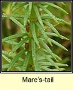 Mare's-tail (Colgrach)