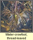 Water-crowfoot, thread-leaved (Néal uisce ribeach)