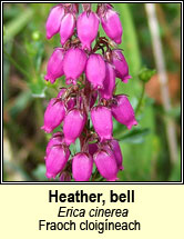 heather,bell (fraoch fireann)