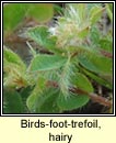 Birds-foot-trefoil, hairy (Crobh �in mosach)