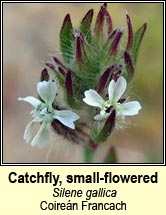 Catchfly, small-flowered (Coireán Francach)