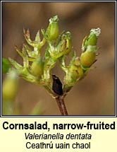 Cornsalad, narrow-fruited