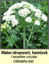 water-dropwort,hemlock (dáthabha bán)