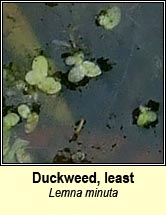 Duckweed, least