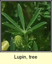 Lupin, tree (Lúipín crua)