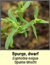 Spurge, dwarf