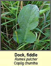 Dock, fiddle