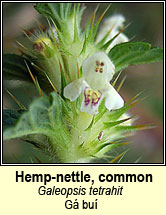 hemp-nettle,common (ga bu)