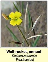 Wall-rocket, annual