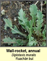 Wall-rocket, annual