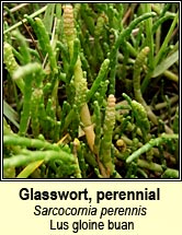 Glasswort, perennial