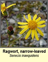 Ragwort, narrow-leaved