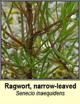 Ragwort, narrow-leaved