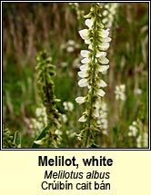 Melilot, white