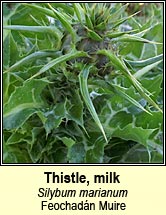 Thistle, milk