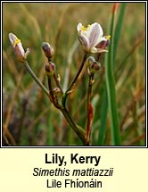 Kerry Lily