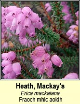 Mackay's Heath