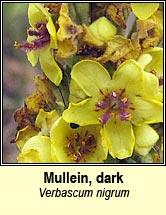 Mullein, dark